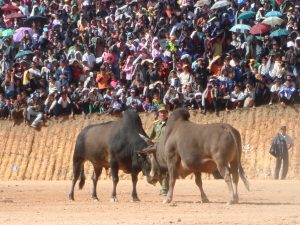 Hmong New Year