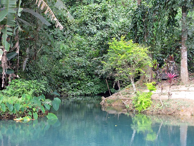 Laos Jungle